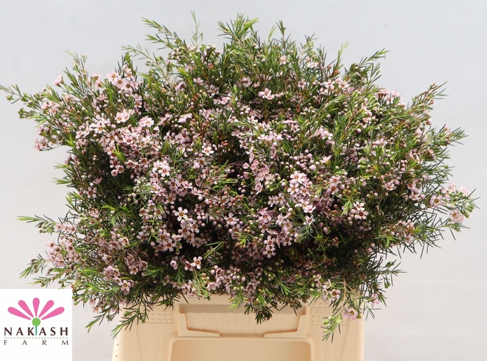 <h4>CHAME UN ROMI</h4>