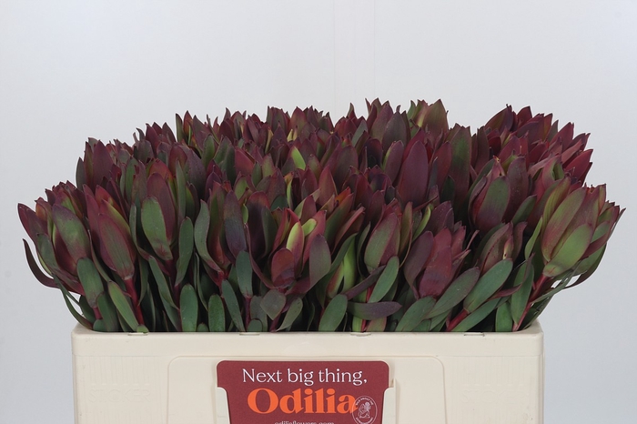 <h4>Leucadendron Senorita</h4>