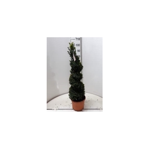 buxus sempervirens spiraal 100 cm