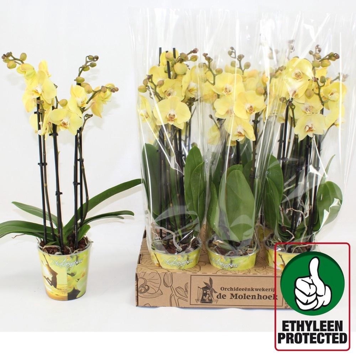 <h4>PHAL AN SAVONA</h4>