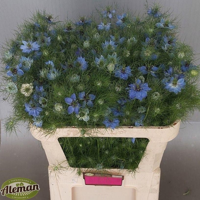 <h4>NIGE D ARTIST BLUE</h4>