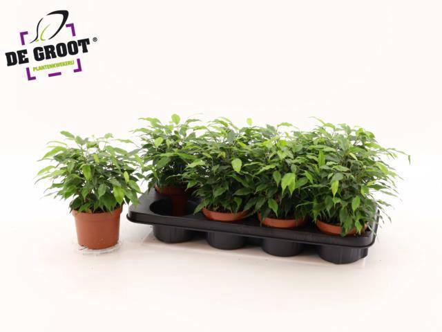 <h4>FIC BE GREEN KINKY</h4>