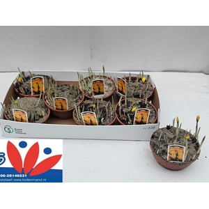 arr8 Crocus Ov In Pot