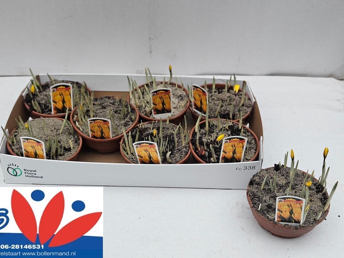 <h4>arr8 Crocus Ov In Pot</h4>