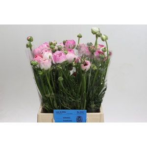 Ranunculus asiaticus 'Porcelaine'