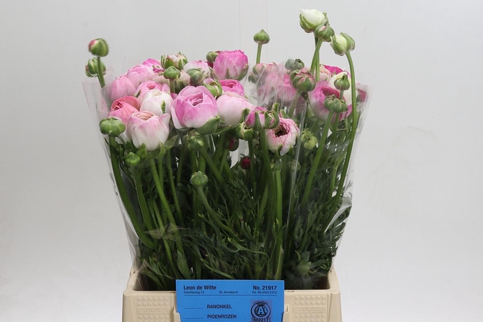 <h4>Ranunculus asiaticus 'Porcelaine'</h4>