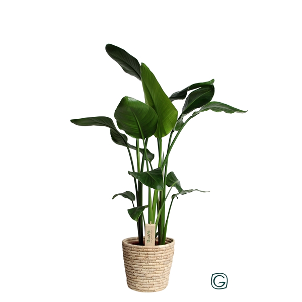 <h4>Strelitzia in basket palmleaf</h4>