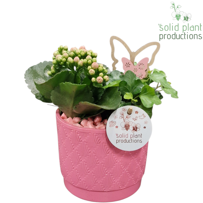 <h4>KH001 Ariël Pink</h4>