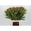 Protea Robijn