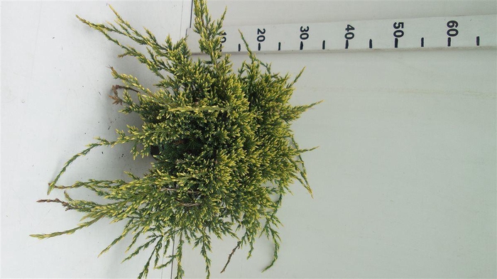 <h4>Juniperus squamata Holger</h4>