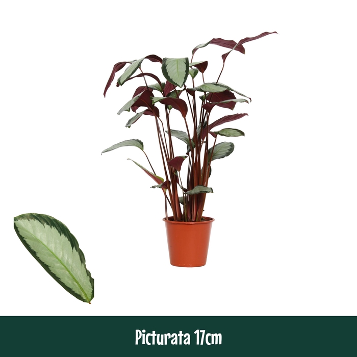 <h4>Calathea 17cm Picturata - Living</h4>