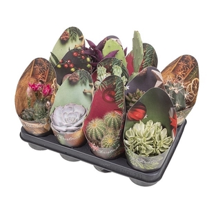 CACTUS AND SUCCULENT MIX Ø 10.5 WITH CHRISTMAS ROUNDED POTCOVER - TRAY 11 PCS