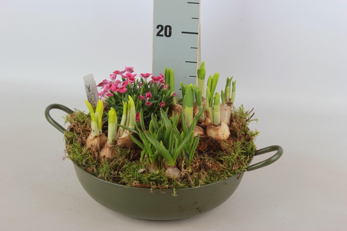 <h4>ARR BOL KNOLGEWAS</h4>