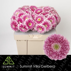 Gerbera Pomponi Power Ball Water