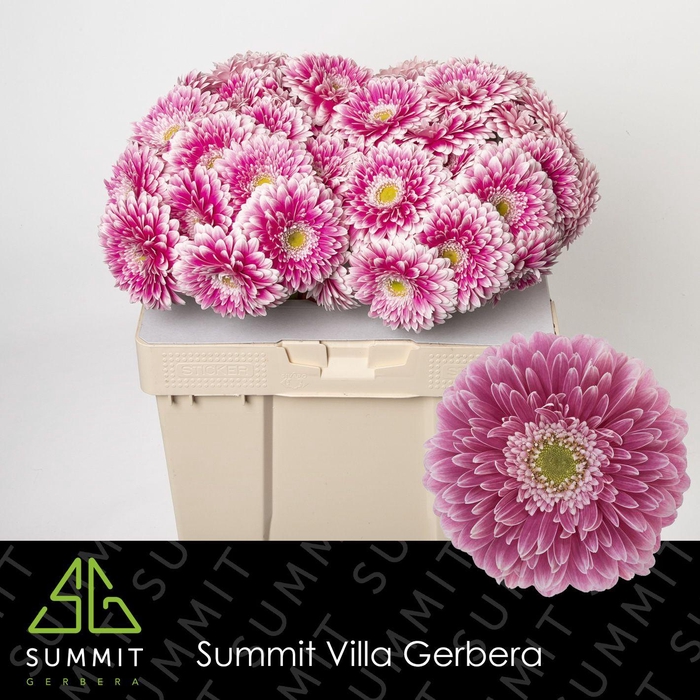 <h4>Gerbera Pomponi Power Ball Water</h4>