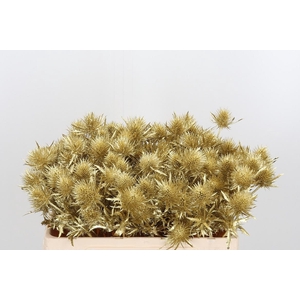 Eryn Supernova Kl Bh Goud