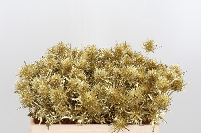 <h4>Eryn Supernova Kl Bh Goud</h4>