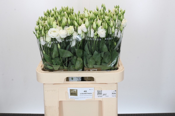 <h4>Eustoma Du Rosita White</h4>