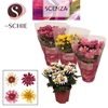 Chrysanne® Anemona Mix SCENZA