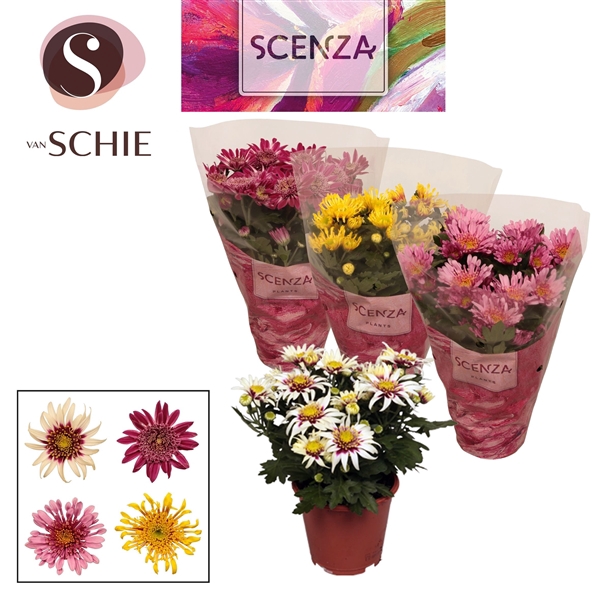<h4>Chrysanne® Anemona Mix SCENZA</h4>