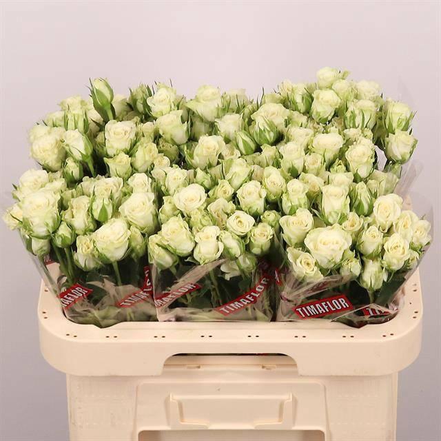 <h4>R TR SNOWFLAKE</h4>