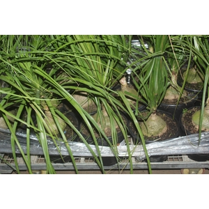 BEAUCARNEA P24