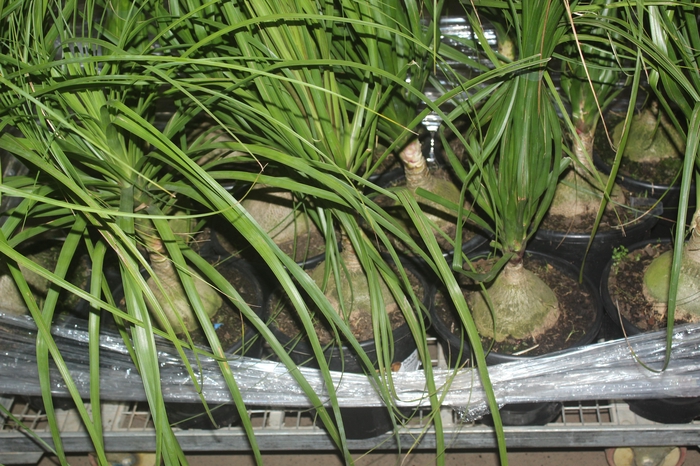 <h4>BEAUCARNEA P24</h4>