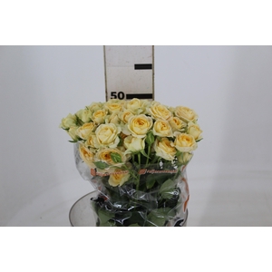 ROSA SPRAY JANA 060 CM CHAMPAGNE/CR