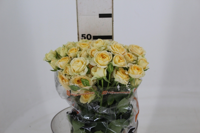 ROSA SPRAY JANA 060 CM CHAMPAGNE/CR