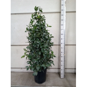 Laurus nobilis