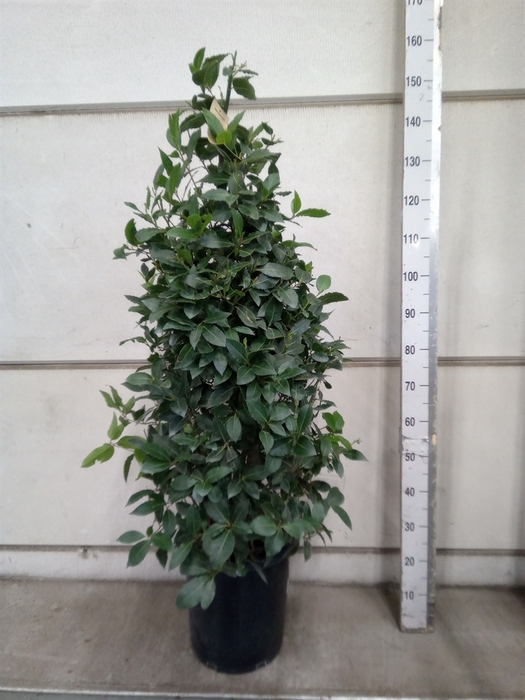 <h4>Laurus nobilis</h4>
