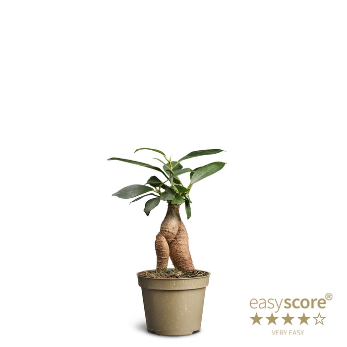 <h4>FICUS MICROCARPA P6</h4>