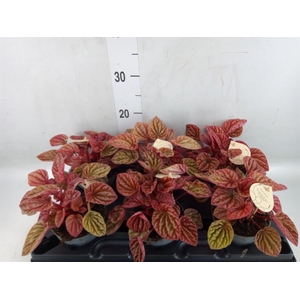 Peperomia