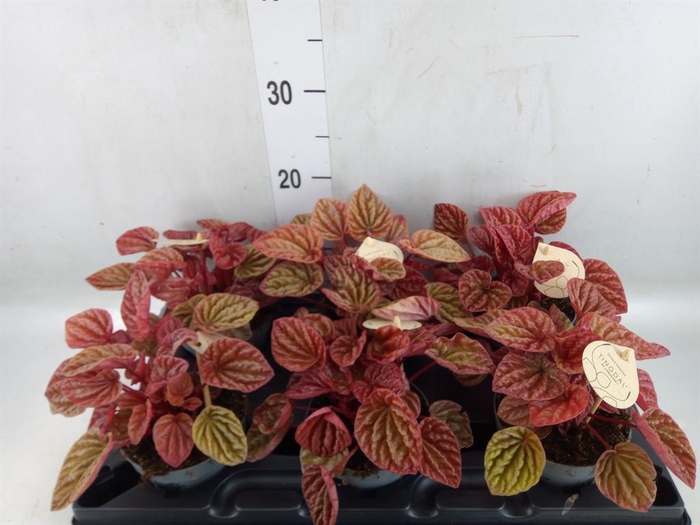 <h4>Peperomia</h4>