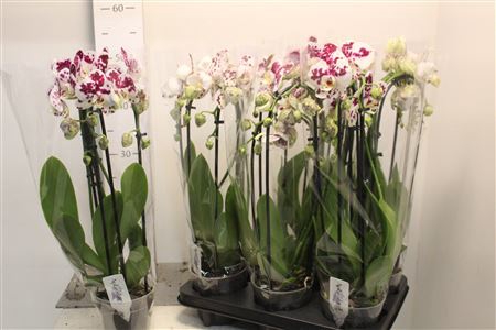 <h4>Phal El Cascade Marrakesh 3 Branches 22+</h4>