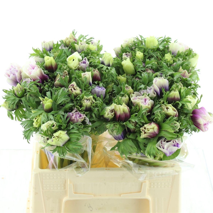 <h4>Anem Co Mar Rainbow Misty Rose ( White / Cerise )</h4>