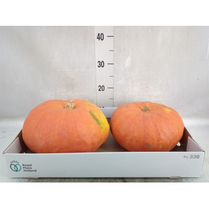 Cucurbita