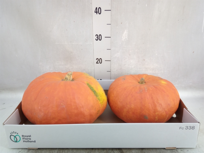 Cucurbita