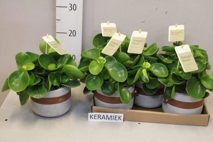 <h4>PEP OBT GREEN GOLD</h4>