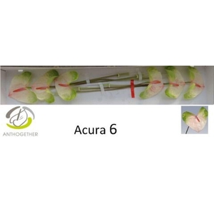 Anthurium andr. 'Acura'