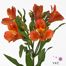 Alstroemeria dancing queen