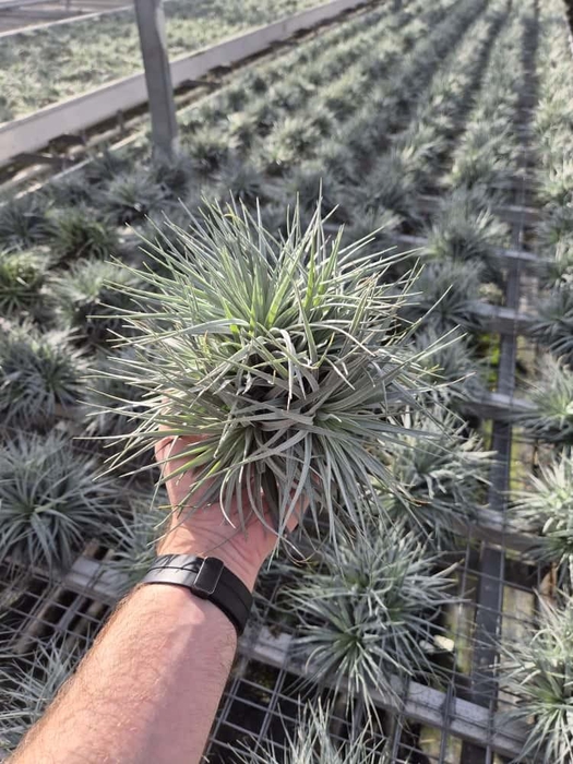 <h4>Tillandsia Super Silver XXL</h4>