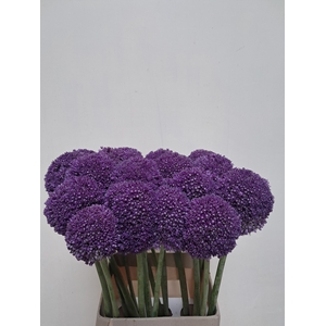 ALLIUM AMBASSADOR