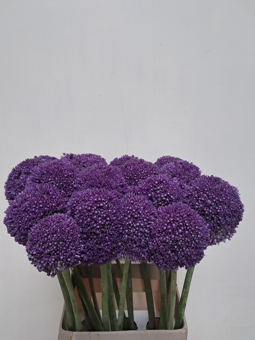 <h4>ALLIUM AMBASSADOR</h4>