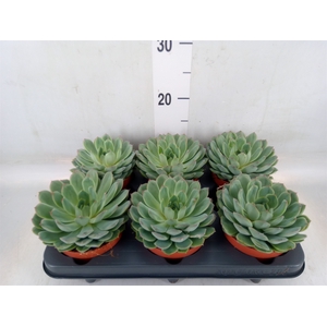 Echeveria pulidonis 'Sky Pearl'