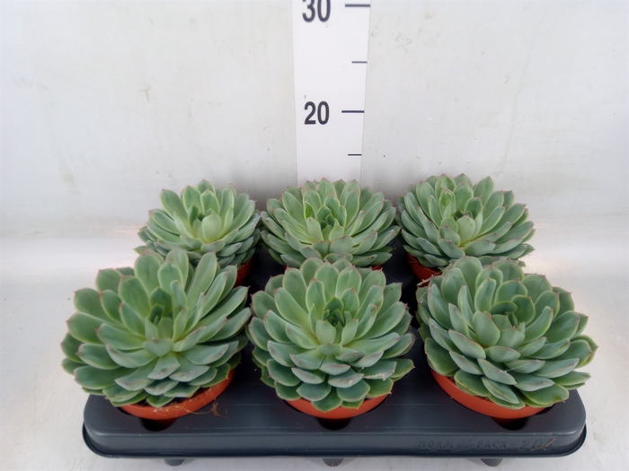 <h4>Echeveria pulidonis 'Sky Pearl'</h4>