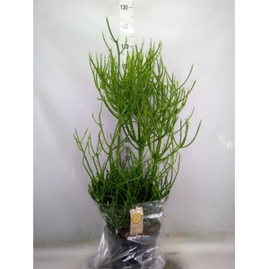 Euphorbia tirucalli