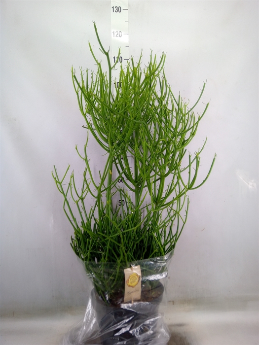 <h4>Euphorbia tirucalli</h4>