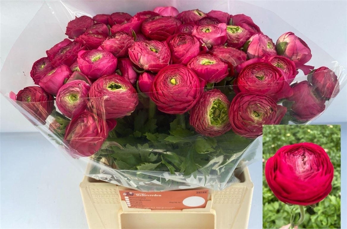 <h4>Ran Aazur Deep Rose</h4>