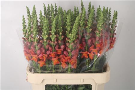 <h4>Antirrhinum Nl. Orange Avignon X60</h4>